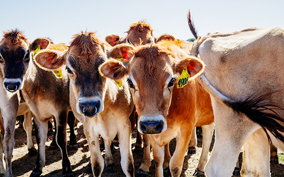 Organic A2 Whole Jersey Milk | 1 quart | St. Benoit Creamery